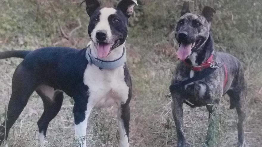 Mazda y Lana están en adopción en Os Palleiros.