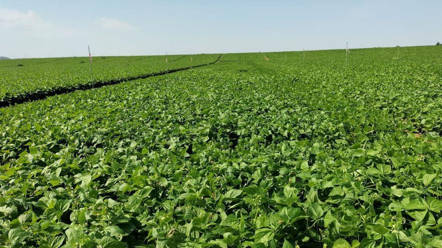 Uno de los campos de cultivo en el que se están desarrollando los estudios para mejora de las variedades. |