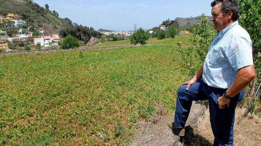 Un agricultor de San Mateo contempla una finca de papas. | jose carlos guerra