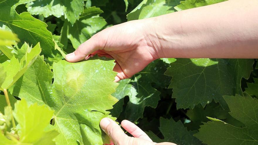 Alertan de un escenario propicio para la propagación del mildiu en los viñedos de Montilla-Moriles