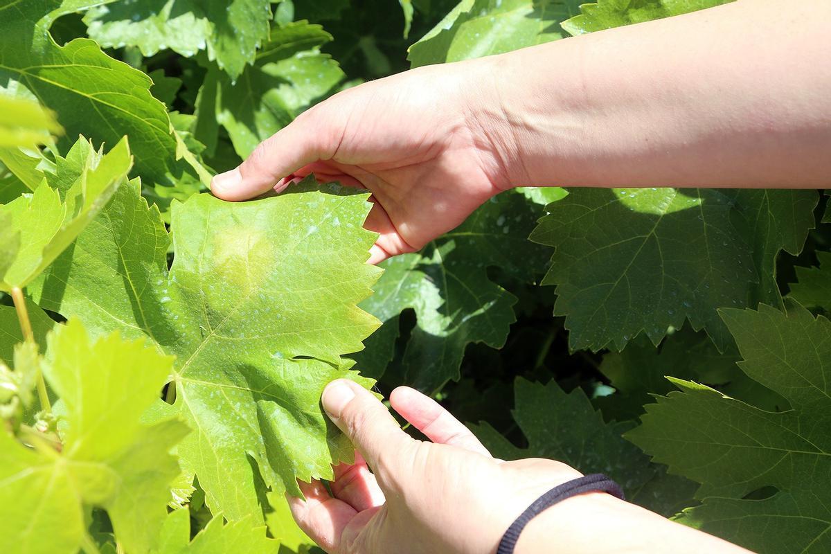 Pámpanos con síntomas incipientes de mildiu en un viñedo de Montilla.