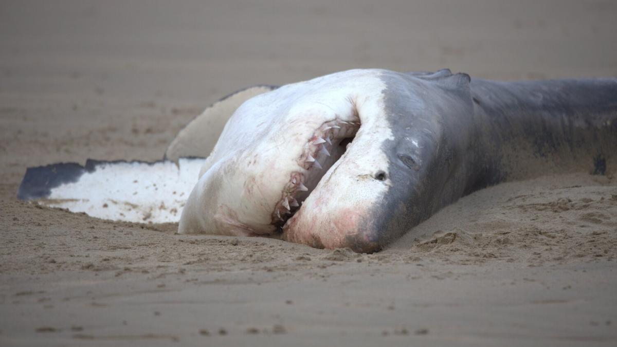 El tiburón quedó muerto y su hígado, devorado por la orca