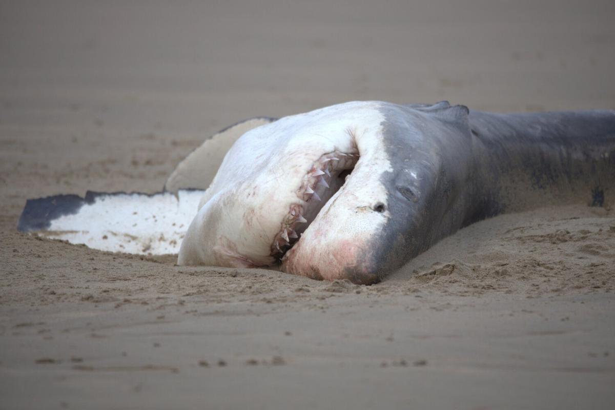 El tiburón quedó muerto y su hígado, devorado por la orca