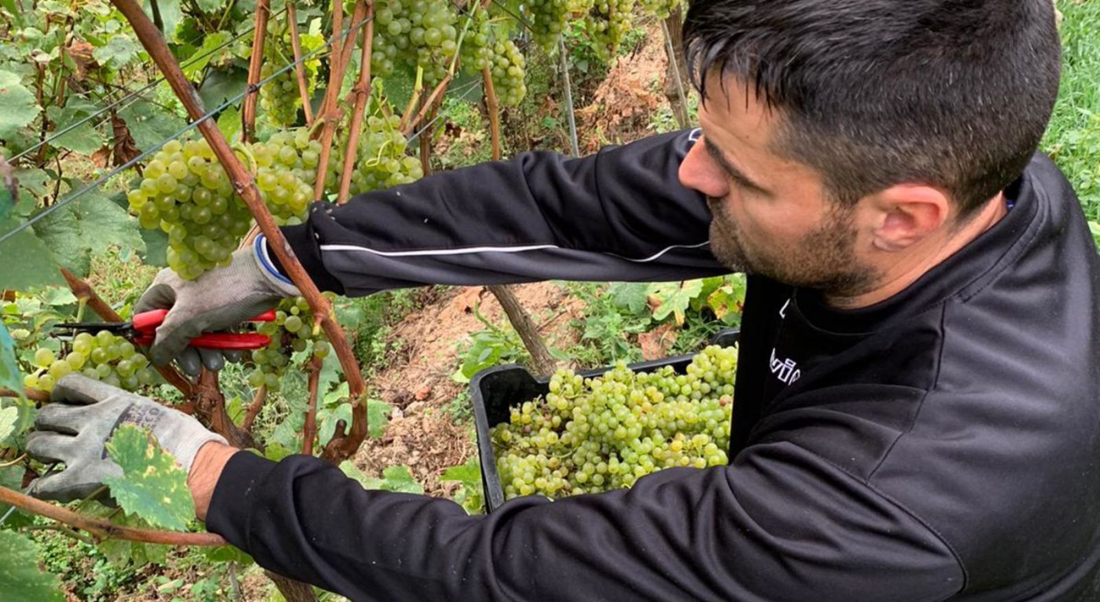 Luciano Gómez, recogiendo uvas. 