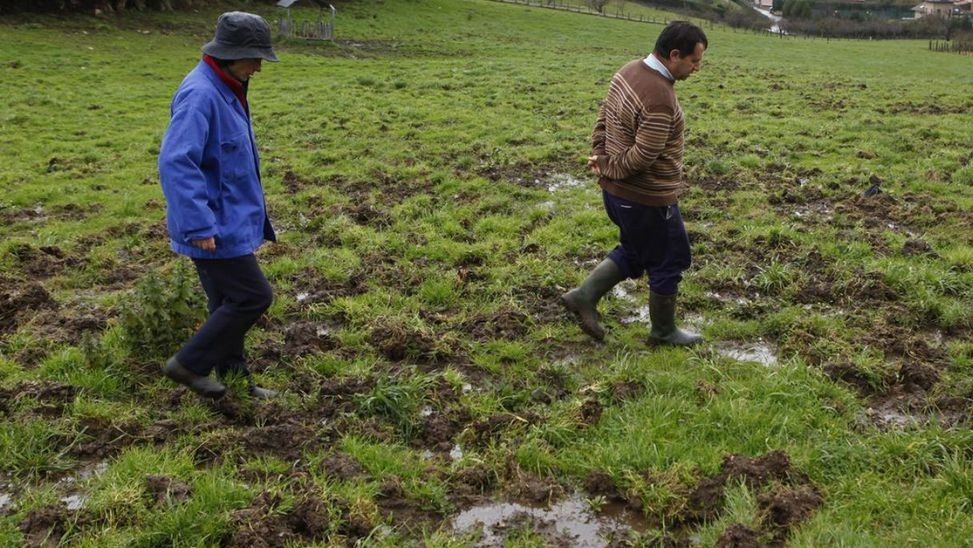 Ganaderos en una finca de Sotiello destrozada por los jabalíes.