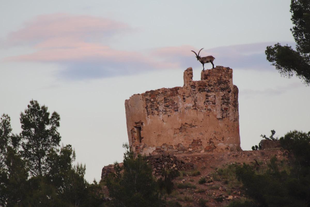 Una cabra hispánica, en lo alto de la torre.