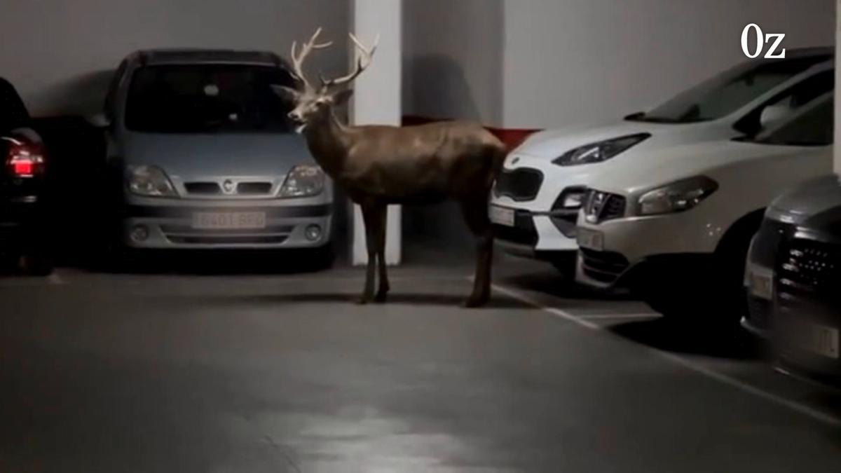 Un ciervo de gran tamaño se pasea por las calles de Zamora y se cuela en el céntrico párking de San Martín