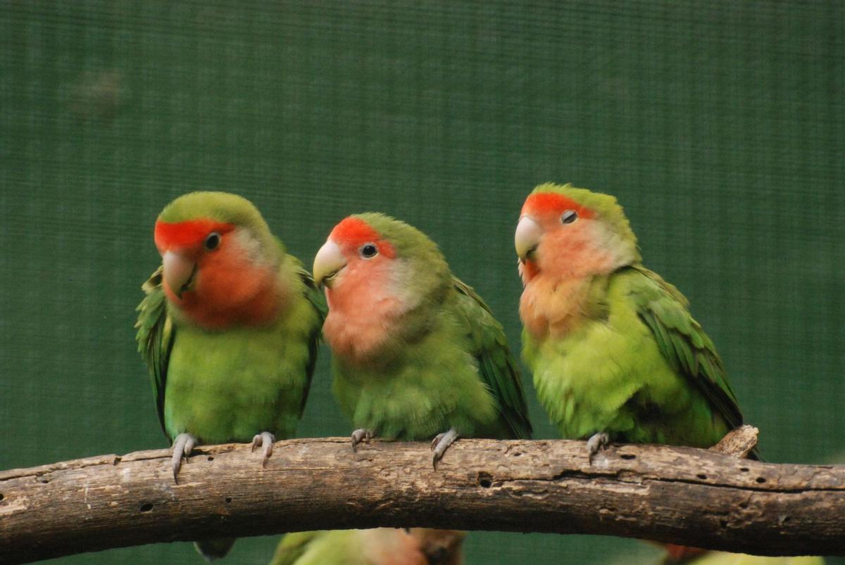 El Agapornis, la especie usada en el experimento