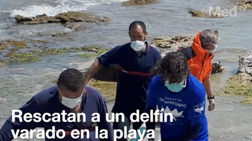 Rescatan a un delfín varado en la playa de Benicarló