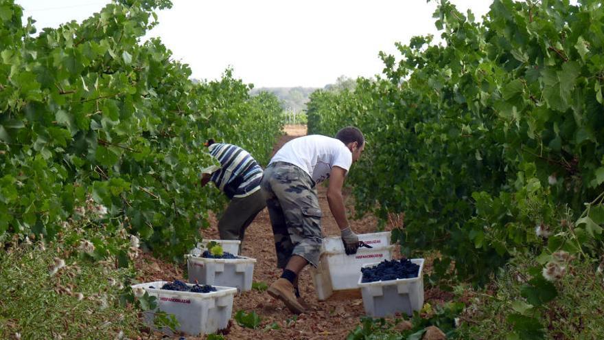 Un grupo de trabajadores vendimian en cajas viñedos cultivados en la DOP Utiel-Requena.