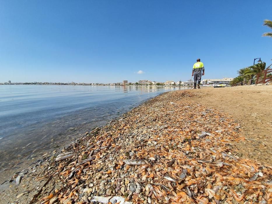 Mar Menor, una laguna sin vida