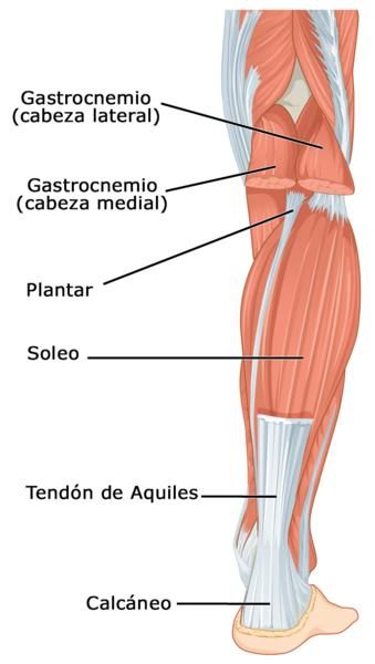 El músculo sóleo, en la zona de la pantorrilla.
