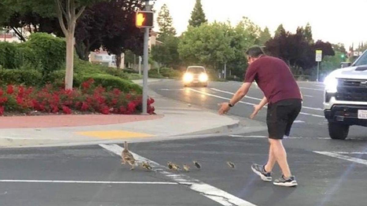 Una persona ajuda a creuar una familia d'anecs un pas de peatons