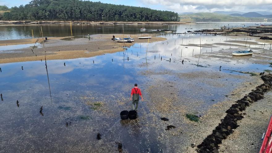 Un manto de marisco muerto en la ría