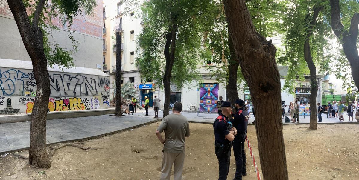 Muere una mujer al caerle encima una palmera en el Raval de Barcelona