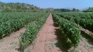 Un viñedo en Castilla-La Mancha.