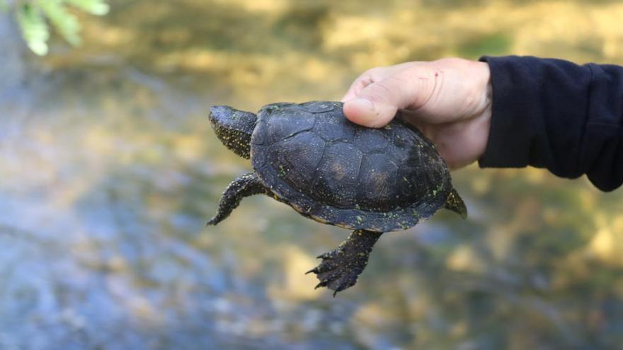 En 18 anys s&#039;han alliberat 500 exemplars de la tortuga d&#039;estany a la conca del Ter