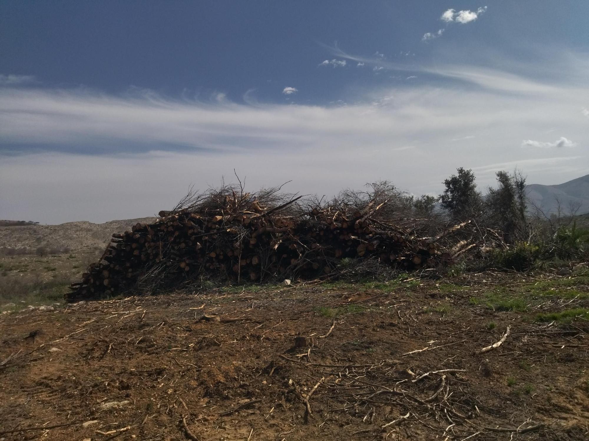 Regeneración tras la catástrofe: miles de pinos carbonizados y ahora talados y apilados