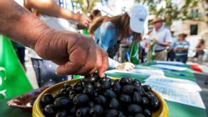 La OMC da la razón a España en el contencioso por los aranceles de EEUU a aceitunas negras