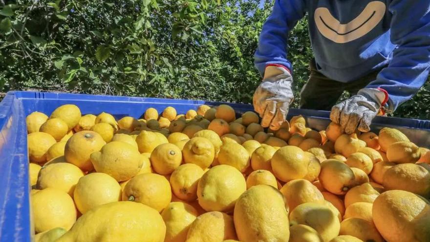 Asaja rechaza el arranque de plantaciones de limonero