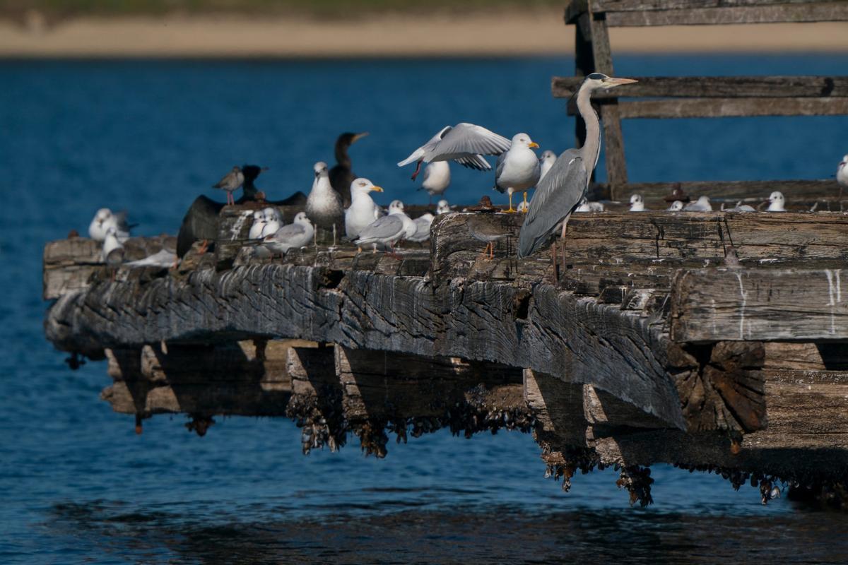 Los humedales constituyen en la ría un espacio vital para el cormorán grande y ardeidas como la garza real y la garceta común.