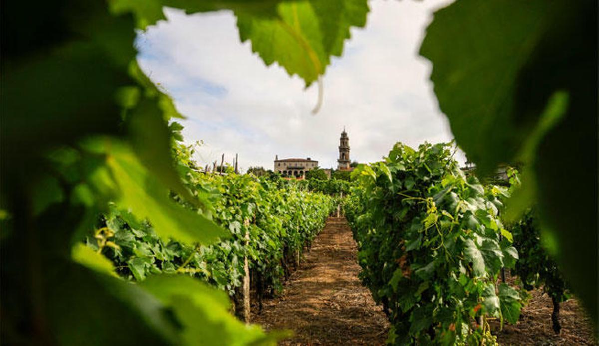 El vino mejora con inteligencia artificial