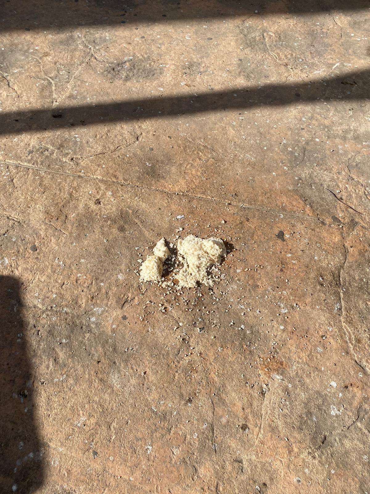 Muestra del alimento que depositan algunos vecinos para las palomas en la plaza de Crevillente en Elche