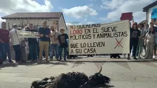 Colunga reclama un Sueve sin lobos: "Yo no quiero que me paguen los daños; yo quiero el xatu vivo"