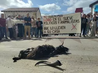 Colunga se concentra contra el lobo
