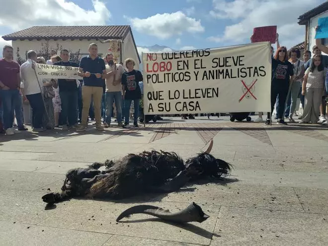 Colunga se concentra contra el lobo