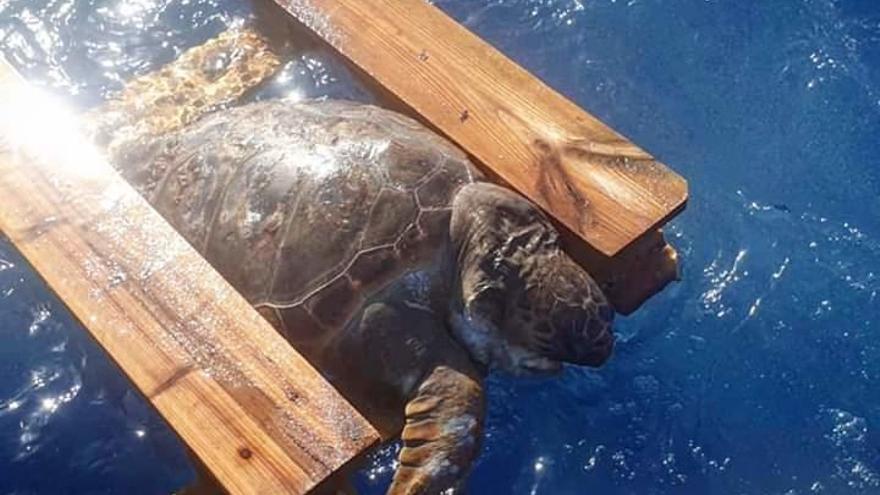 Una tortuga muere atrapada en un palé en aguas de Xàbia