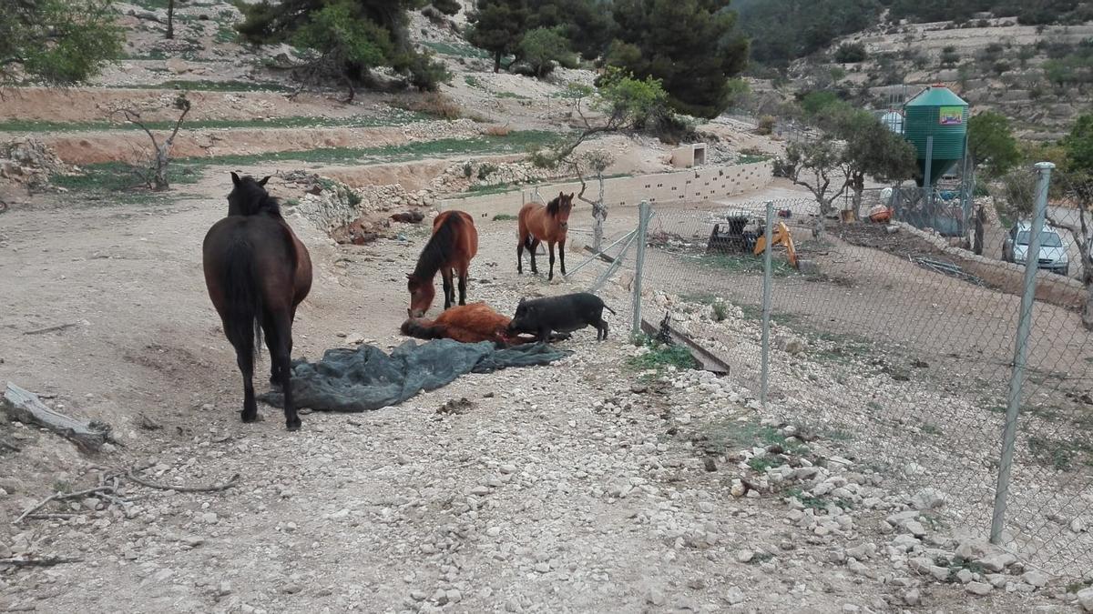 La Guardia Civil solicita la inhabilitación para la tenencia de animales a la propietaria de la &quot;finca de los horrores&quot; de La Torre de les Maçanes