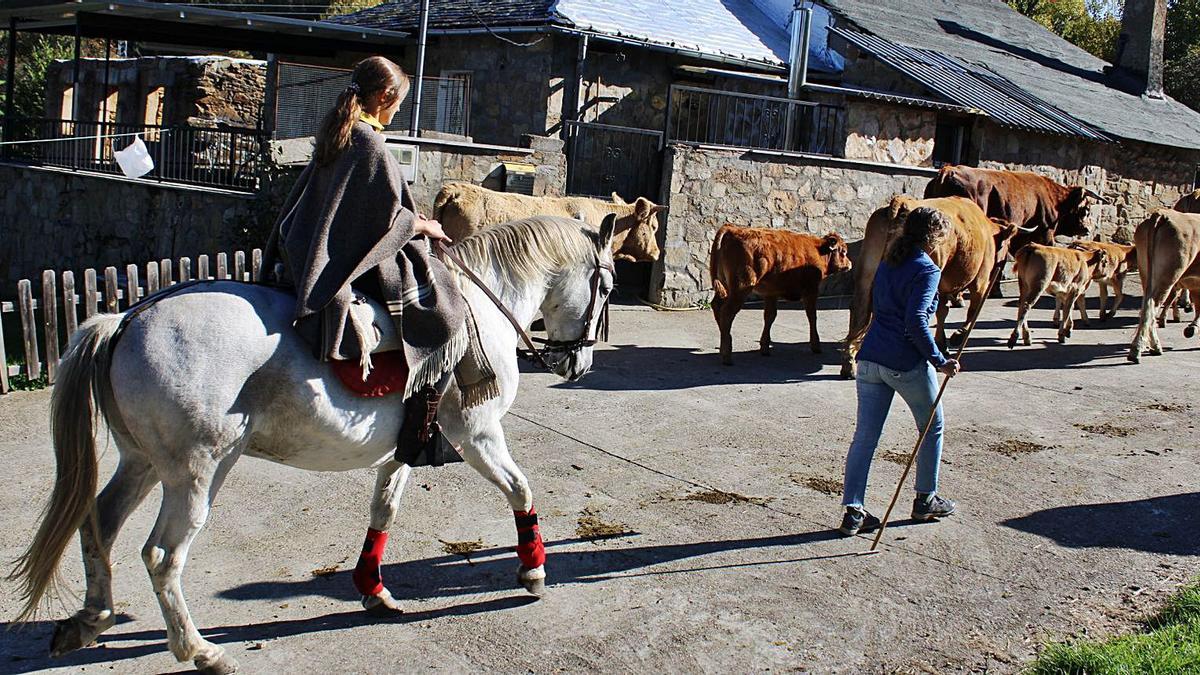 Las vacas dirigidas por vaqueras a pie y a caballo a su paso por El Puente de Sanabria. | Araceli Saavedra