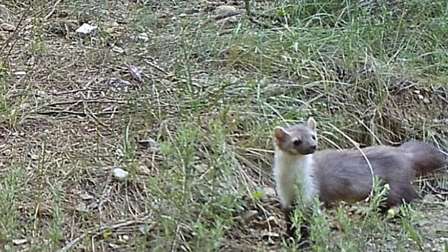 Una fagina retratada a Olesa amb les càmeres trampa                    | CAPREOLUS