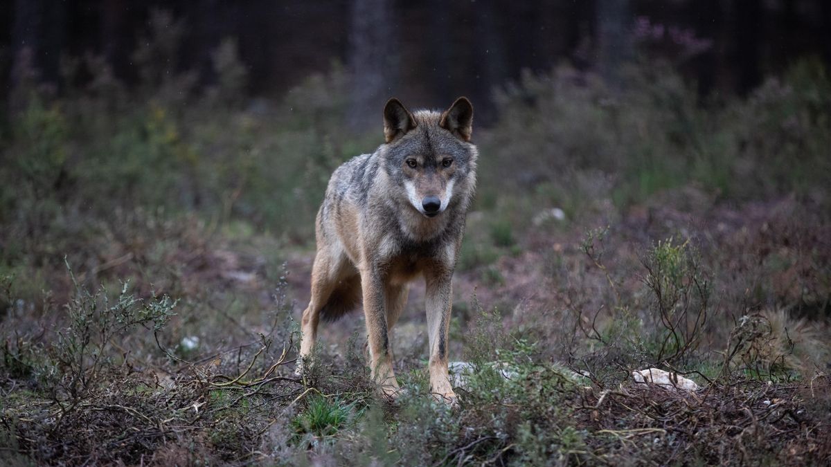 Lobo en semicautividad en el Centro del Lobo Ibérico