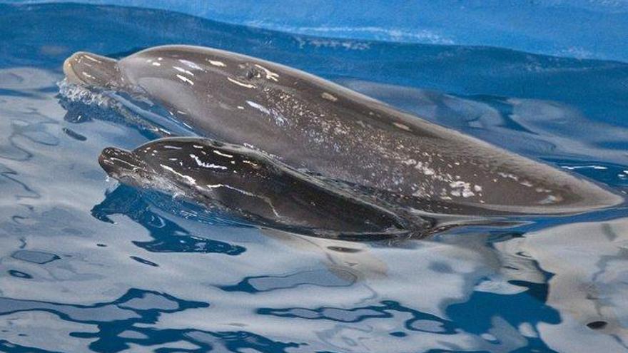 Muere por un virus Anak, la delfina más vieja del Zoo de Barcelona