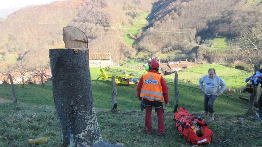 Herido un vecino de San Martín al caerle encima un árbol