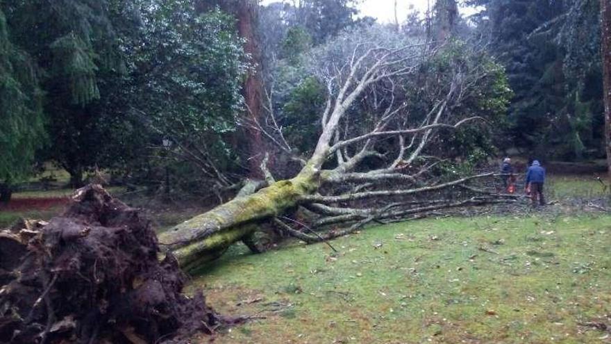 Uno de los árboles desplomados en los jardines. // FdV