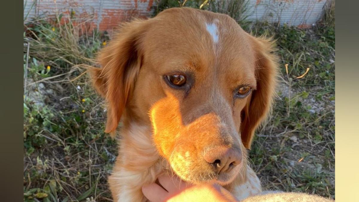 Imagen del perro que apareció fallecido a casi 200 kilómetros de su hogar.