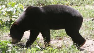 Un ejemplar de oso malayo similar al del zoológico de Hangzhou, en el este de China.