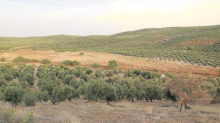 La Junta finaliza el proyecto para recuperar la Laguna de Jarata