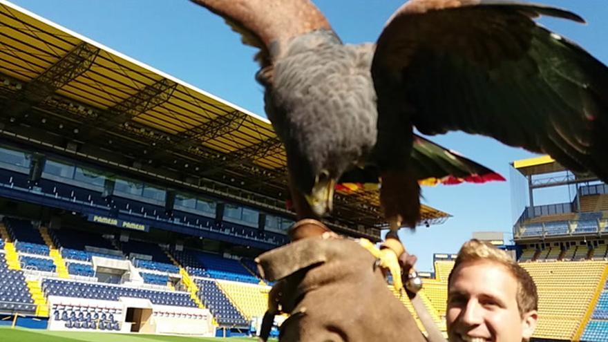 Águila en el Estadio de la Cerámica