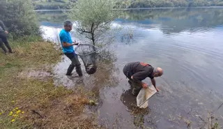El embalse de los Alfilorios se llena de truchas y de cañas