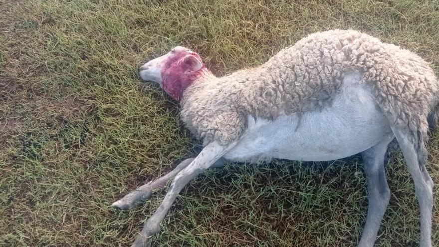 Una de las ovejas atacadas por el lobo en Robres.