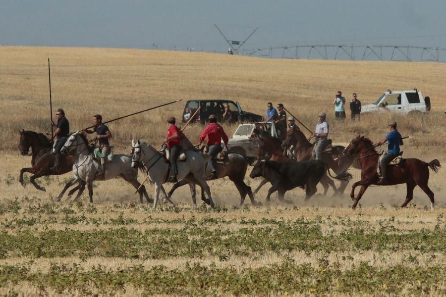 Fiestas en Zamora: Encierro en El Pego