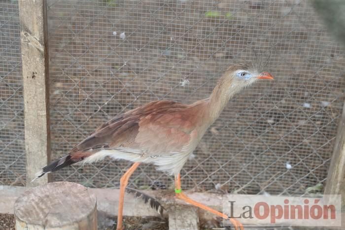 Las Águilas del Sol de Puerto Lumbreras piden ayud