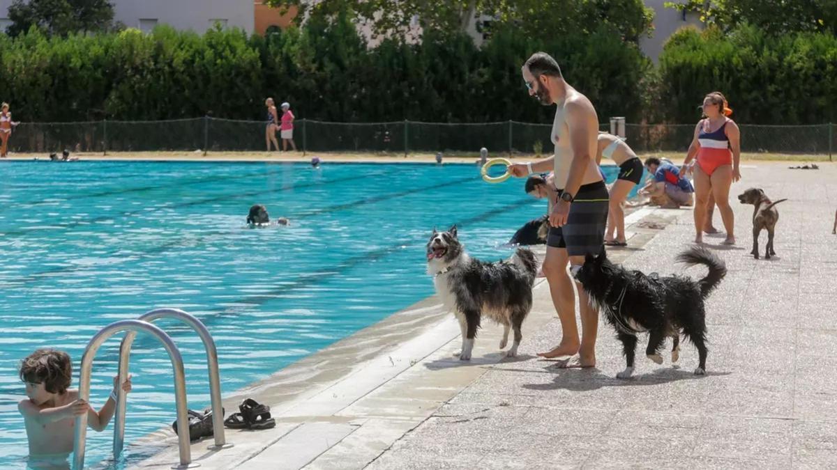 Así de bien se lo pasan los animales en la piscina de Mérida mientras se dan un chapuzón con sus dueños.