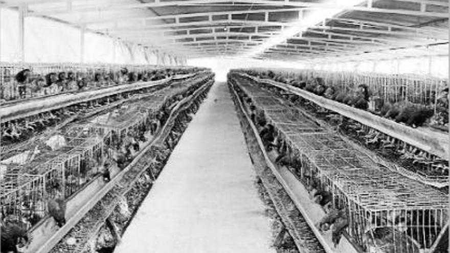 Una granja de gallines a les comarques gironines, en una imatge d&#039;arxiu.