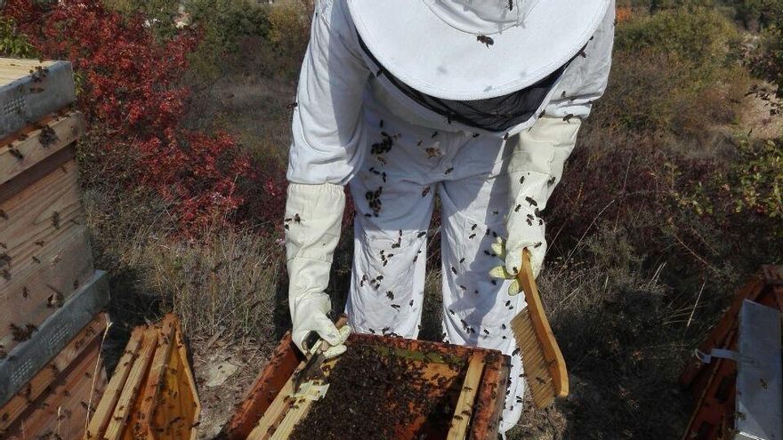 Dos apicultors i unes 450.000 abelles: així fan mel una parella d&#039;Igualada