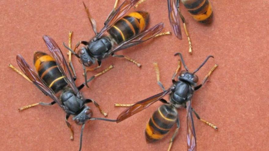 Un home mor en un atac massiu de vespes asiàtiques mentre talava un arbre